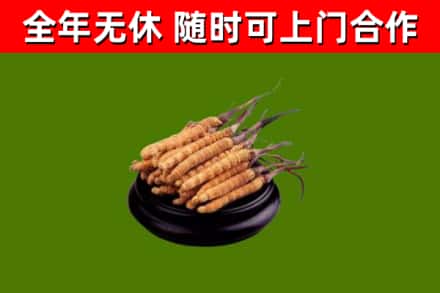 秭归县烟酒回收冬虫夏草.jpg
