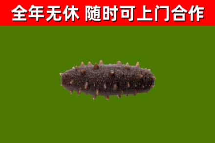 秭归县烟酒回收干海参.jpg